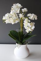 Akima storczyk ecru w białym wazonie, wys.60cm