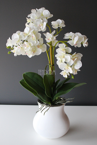 Akima storczyk ecru w białym wazonie, wys.60cm