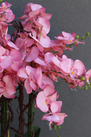 bardzo duży storczyk w białej donicy, Pudrovy Mediolan, wys.130cm 