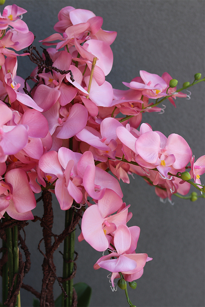 bardzo duży storczyk w białej donicy, Pudrovy Mediolan, wys.130cm 