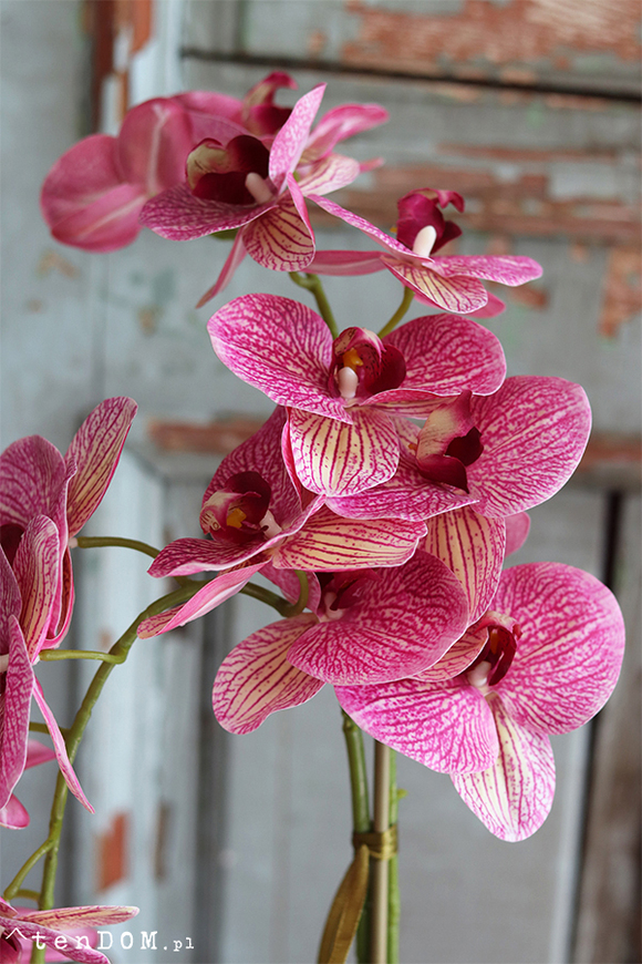 Malachia, gumowy storczyk tygrysi w donicy, wys.60cm 