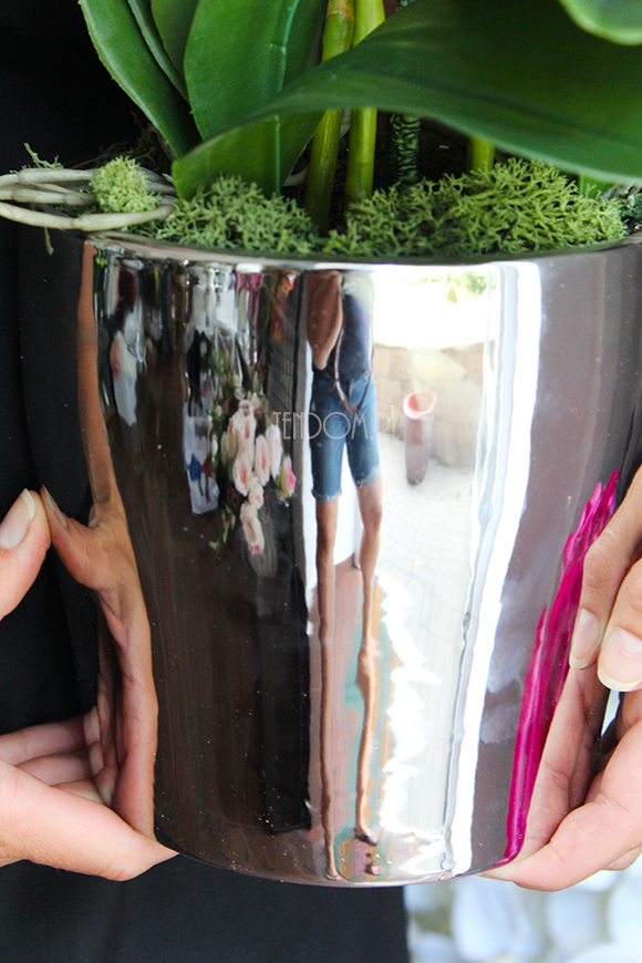 elegancki storczyk w srebrnej donicy Tacola, wys.67cm