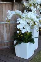 storczyk White House 2 Grande w minimalistycznej donicy, wys.90cm