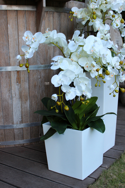 storczyk White House 2 Grande w minimalistycznej donicy, wys.90cm