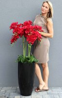 Grande Fiberglass Extra Czerwień, efektowny storczyk w czarnej donicy z fiberglass (połysk), wys.135cm