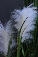 Jessica, kompozycja w Twojej donicy, wys.145cm 