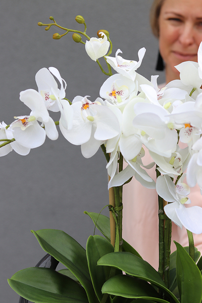 Kelona Antracyt, storczyk w oryginalnej antracytowej donicy, wys.54cm