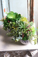 efektowna kompozycja sukulenty, Ferinato Silvera A, wys.19cm