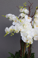 Black Grande Fiberglass, gumowy storczyk w czarnej donicy z fiberglass (połysk), wys.140cm 