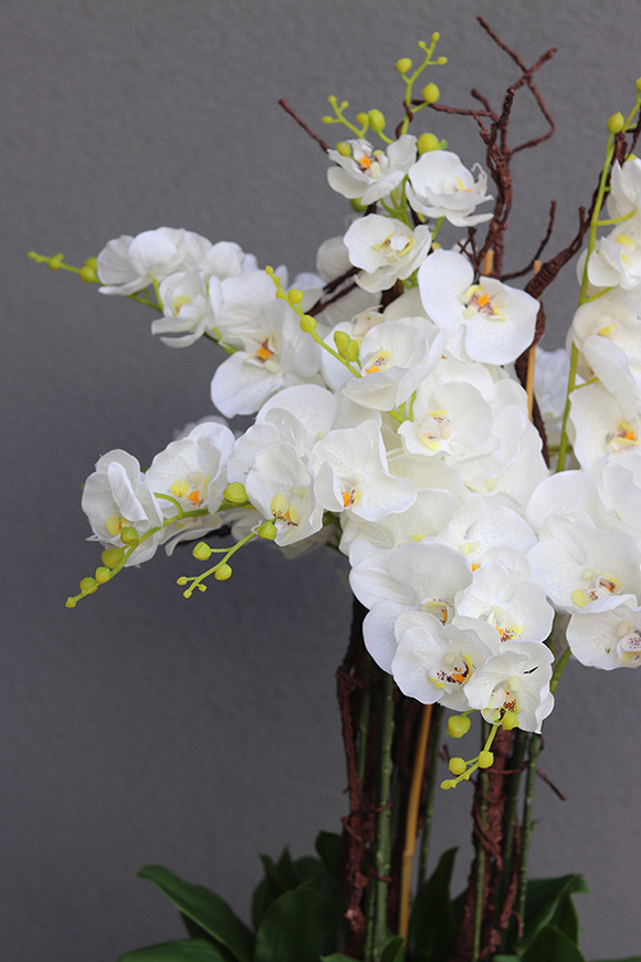 Black Grande Fiberglass, gumowy storczyk w czarnej donicy z fiberglass (połysk), wys.140cm 