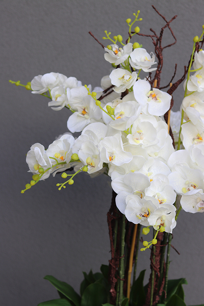 Black Grande Fiberglass, gumowy storczyk w czarnej donicy z fiberglass (połysk), wys.140cm 