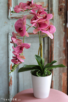 Malachia, gumowy storczyk tygrysi w donicy, wys.60cm 