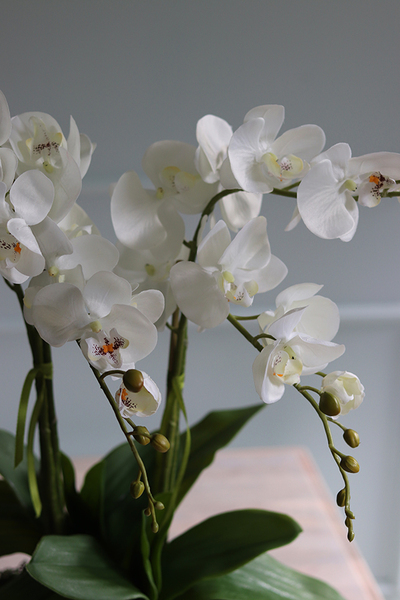 Conrado B, storczyk w stretchu do obsadzenia, wys.61cm 