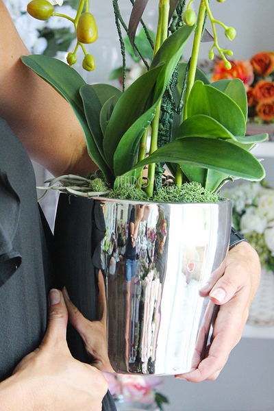 elegancki storczyk w srebrnej donicy Tacola, wys.67cm