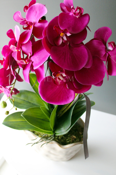 storczyk Fuksja Deco Patra w ceramicznej "pogniecionej" donicy, wys.55cm