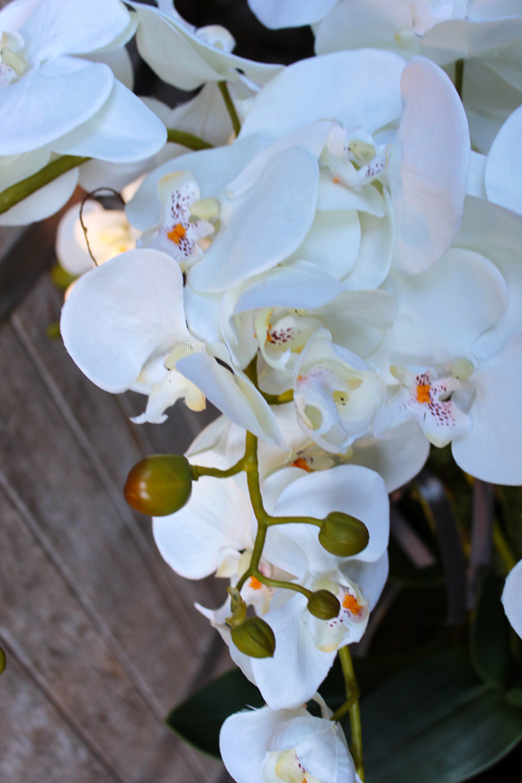 storczyk White House w minimalistycznej donicy, wys.70cm