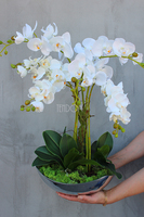 Silver Moon biały storczyk w biało-srebrnej donicy, wys.55cm