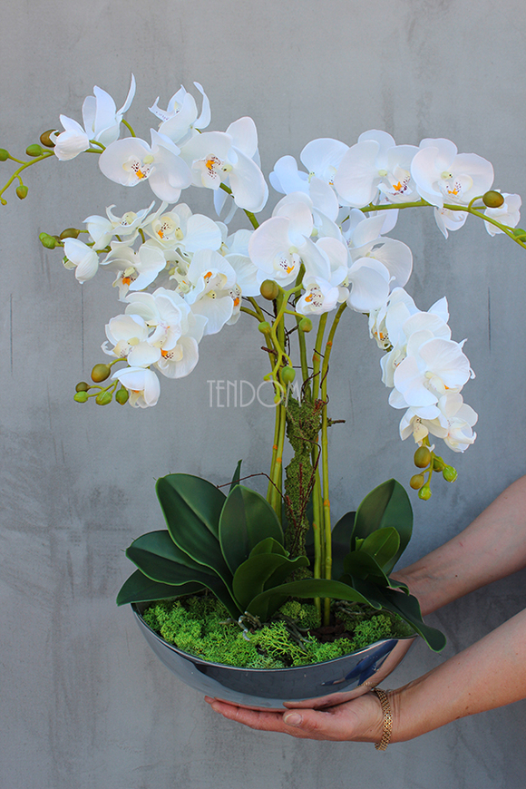 Silver Moon biały storczyk w biało-srebrnej donicy, wys.55cm