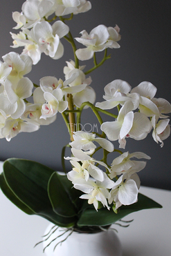 Akima storczyk ecru w białym wazonie, wys.60cm