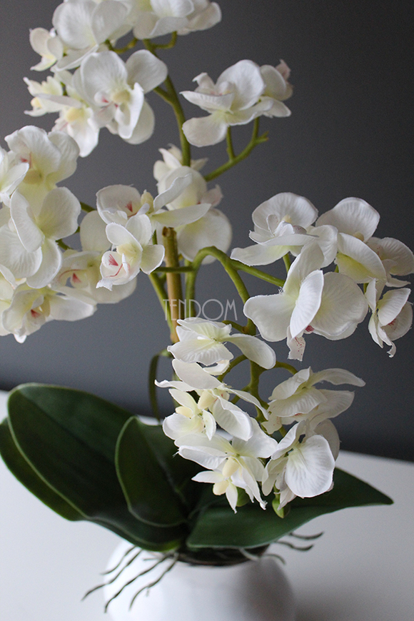 Akima storczyk ecru w białym wazonie, wys.60cm