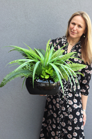 Greenera, efektowna kompozycja Sukulenty w czarnej donicy, wys.43cm