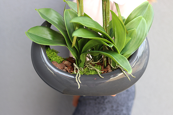 Kelona Antracyt, storczyk w oryginalnej antracytowej donicy, wys.54cm