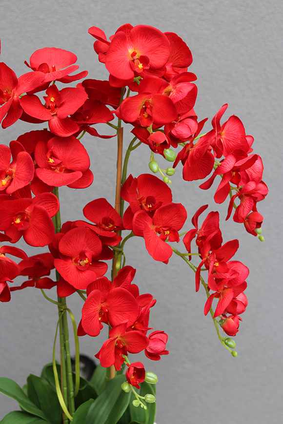 czerwony storczyk Mediolan Modern, wys.129cm