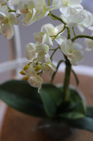 Ivonne Kulena, sztuczny storczyk w etno donicy, wys.52cm