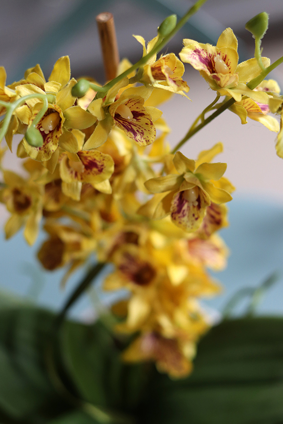 drobny storczyk w słonecznym kolorze, Tajska Plaża, wys.53cm 