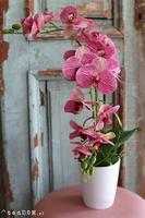 Malachia, gumowy storczyk tygrysi w donicy, wys.60cm 