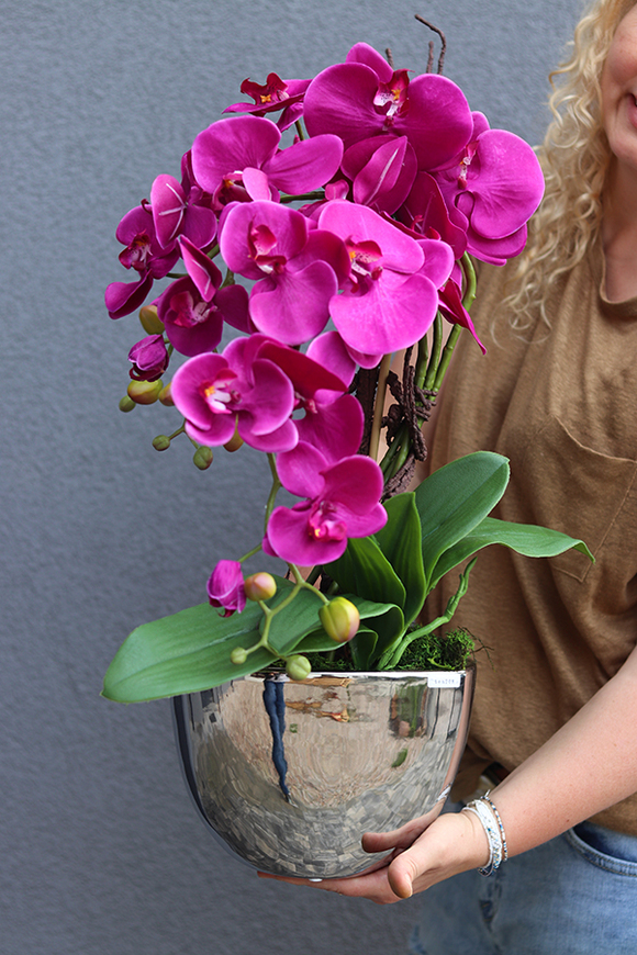 Cinderella Fuksja, elegancki storczyk w srebrnej donicy, wys.58cm