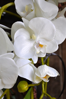 storczyk White House w minimalistycznej donicy, wys.70cm