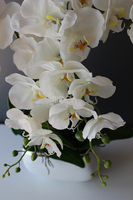 Glamour mniejszy storczyk w białej podłużnej donicy, wys.51cm