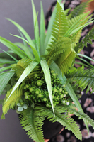 Greenera, efektowna kompozycja Sukulenty w czarnej donicy, wys.43cm