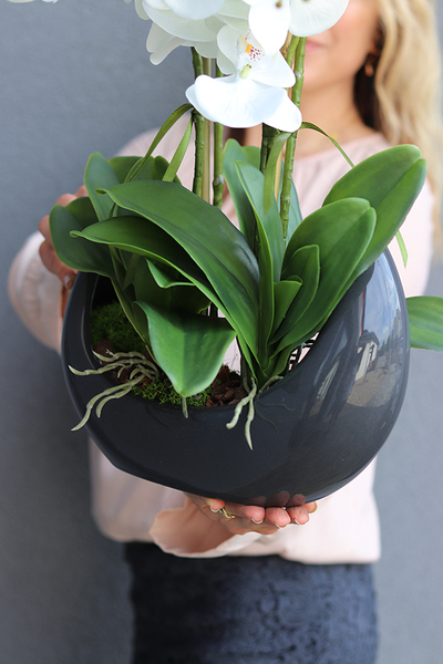 Kelona Antracyt, storczyk w oryginalnej antracytowej donicy, wys.54cm