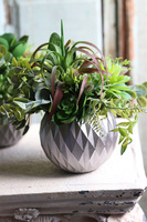 efektowna kompozycja sukulenty, Ferinato Silvera B, wys.23cm