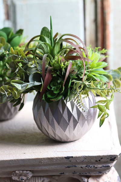 efektowna kompozycja sukulenty, Ferinato Silvera B, wys.23cm 