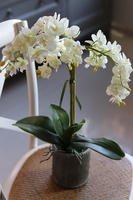 Ivonne Kulena, sztuczny storczyk w etno donicy, wys.52cm