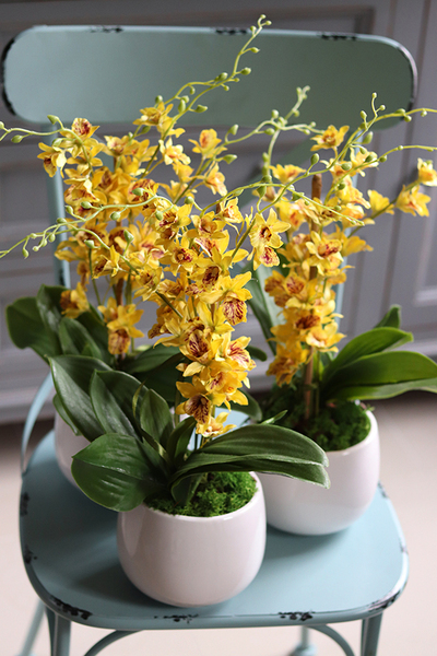 drobny storczyk w słonecznym kolorze, Tajska Plaża, wys.53cm 