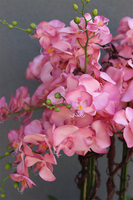 bardzo duży storczyk w białej donicy, Pudrovy Mediolan, wys.130cm 