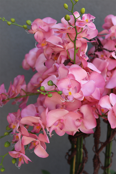 bardzo duży storczyk w białej donicy, Pudrovy Mediolan, wys.130cm 