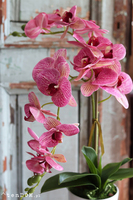 Malachia, gumowy storczyk tygrysi w donicy, wys.60cm 