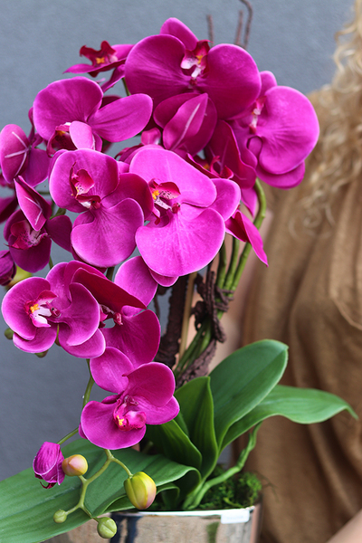 Cinderella Fuksja, elegancki storczyk w srebrnej donicy, wys.58cm