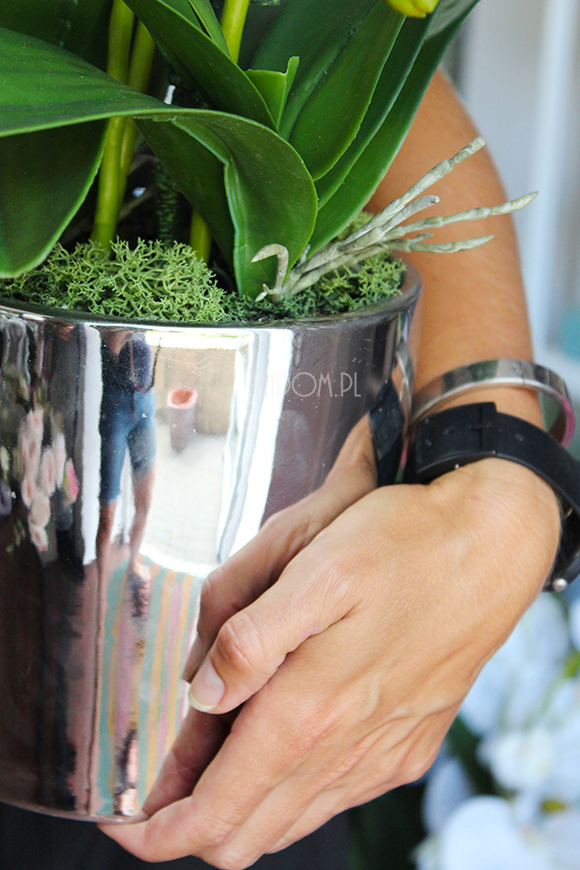 elegancki storczyk w srebrnej donicy Tacola, wys.67cm