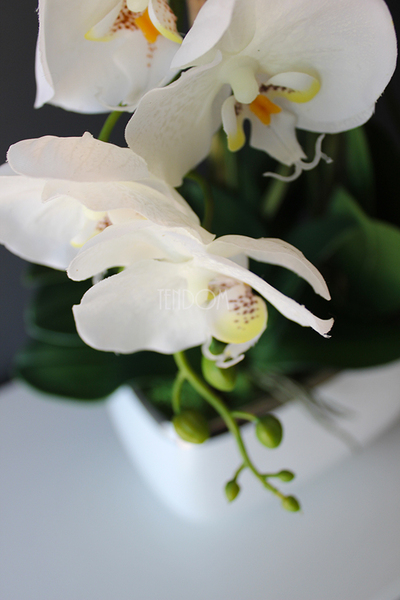 Glamour mniejszy storczyk w białej podłużnej donicy, wys.51cm