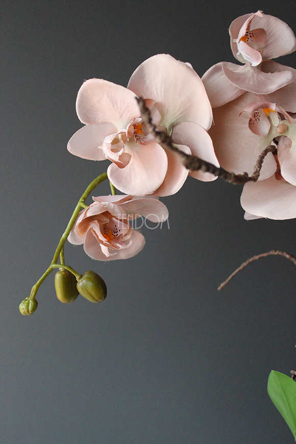 Cappucino storczyk w białej ażurowej donicy, wys.55cm