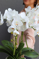 Genolla, sztuczny storczyk w zdobionej kwadratowej donicy, wys.57cm