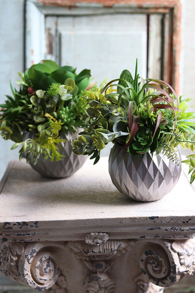 efektowna kompozycja sukulenty, Ferinato Silvera B, wys.23cm 