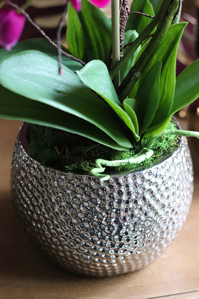 Galenna, fuksjowy storczyk w srebrnej donicy, wys.50cm 