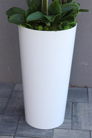 bardzo duży storczyk w białej donicy, Pudrovy Mediolan, wys.130cm 